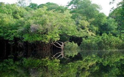 La langue cachée d&rsquo;Amazonie